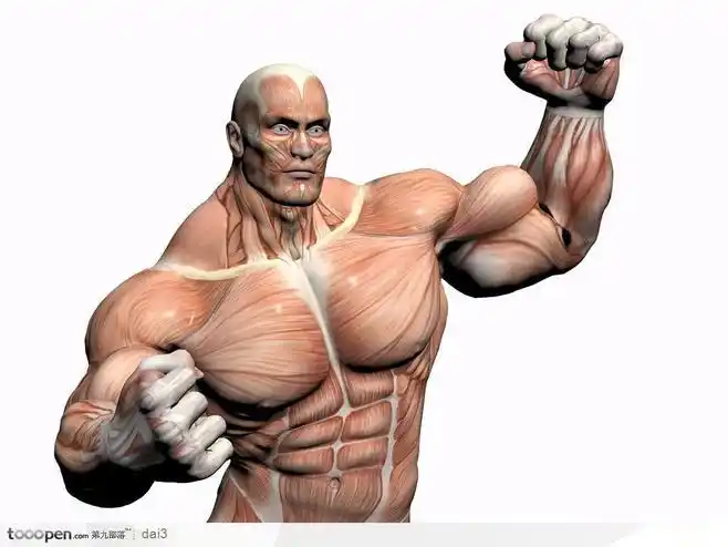 人体肌肉骨骼-握拳的男性正面工业科技图片素材