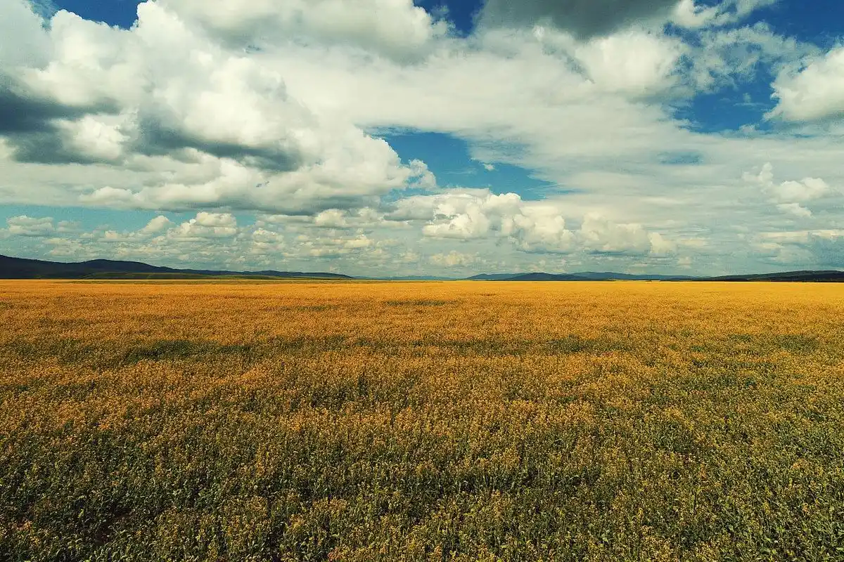 麦浪中的旅行 - 感受麦田风景的情感色彩  我从小在农村长大,对农村的