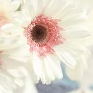 qq头像简约干净 高清好看清新风格的简约干净头像图片_小清新头像_美