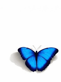 绚丽多彩的动态蝴蝶美图 - 易拉罐 - 杜佳兵 的博客.易拉罐