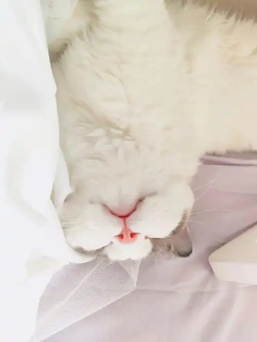 小斗眼这个样子是不是想让姨姨们亲亲