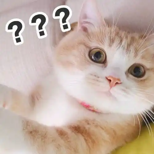 萌宠猫星人问号迷惑呆萌可爱gif动图_动态图_表情包下载_soogif