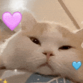 聊天表情包动态猫狗表情包01