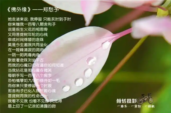 我愿用一生来追随你随笔