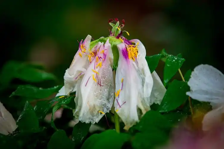 雨中落花美
