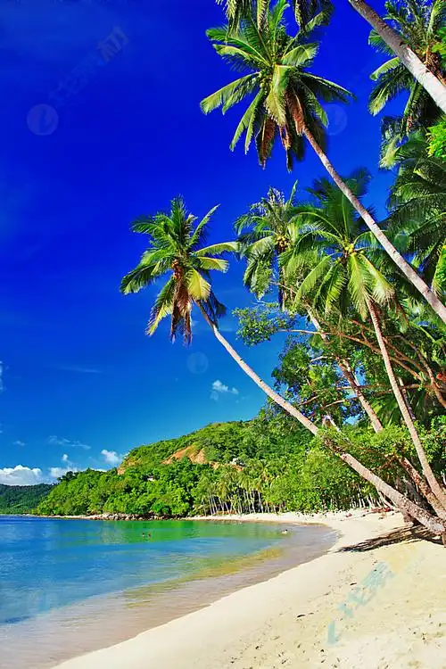 海边椰树景色高清图片下载