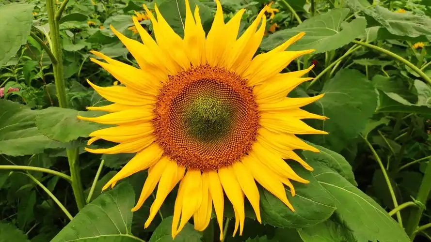 66m上传时间:2021-05-11壁纸标签:向日葵4k壁纸封面图向日葵壁纸于