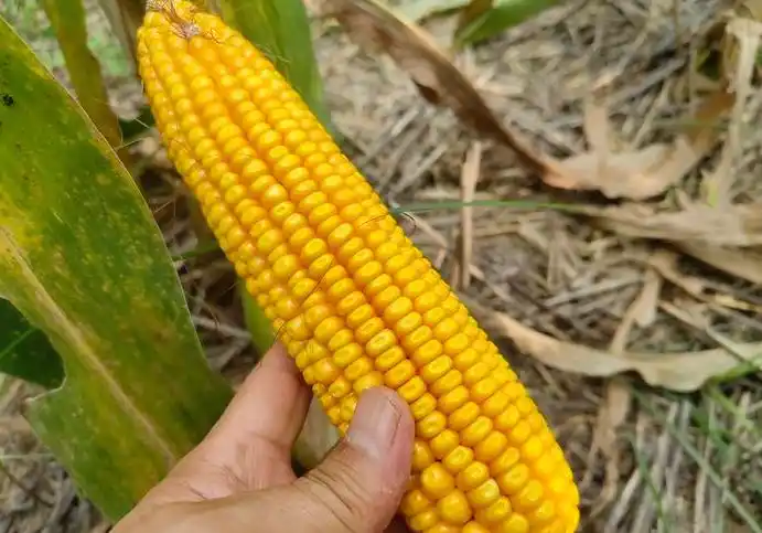 这几个高产玉米新品种都是目前市场上的主导品种