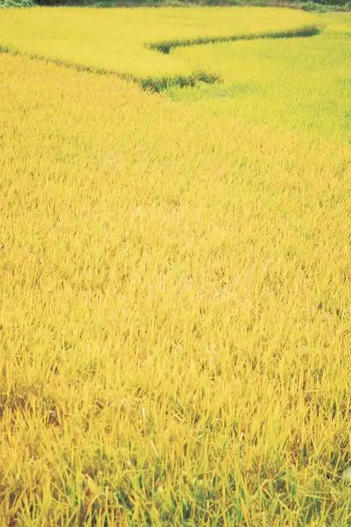 在秋天的稻田边等你