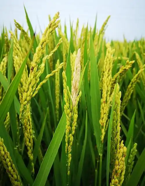 水稻稻瘟病防治主流药剂简介