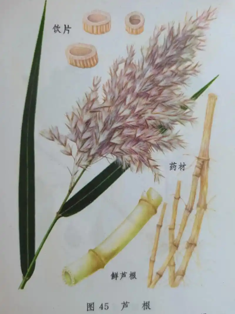 芦根#中草药知识 #植物 #野生草药 #中药 - 抖音