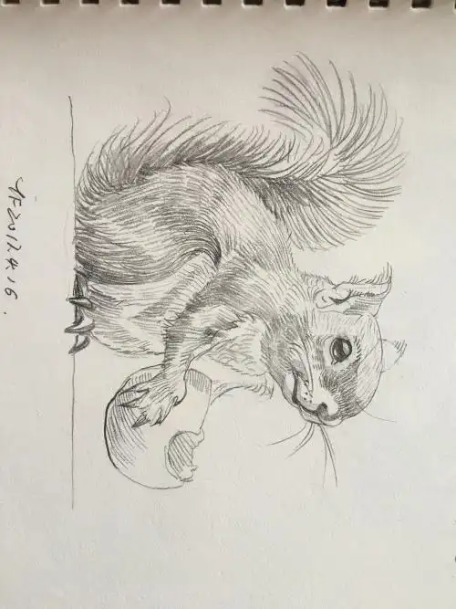 关于动物简笔画素描 简笔画图片大全-蒲城教育文学网