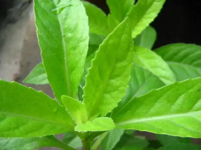 不为人知的救命草 金鸡毛草>