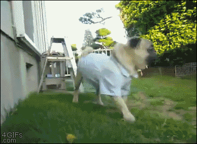 萌宠动物搞笑搞怪gif动图_动态图_表情包下载_soogif