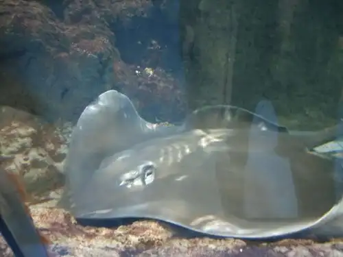 海洋公园游园记之——海底世界五 四>班赵文琛