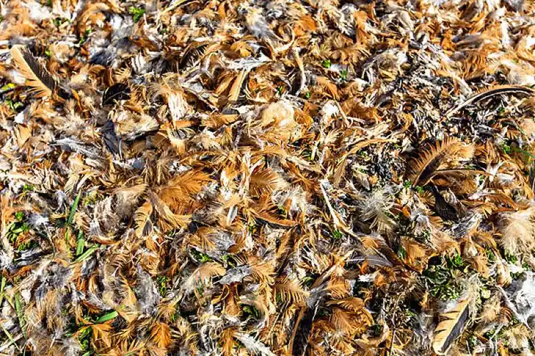 鸡毛图片_鸡毛高清图片_全景视觉