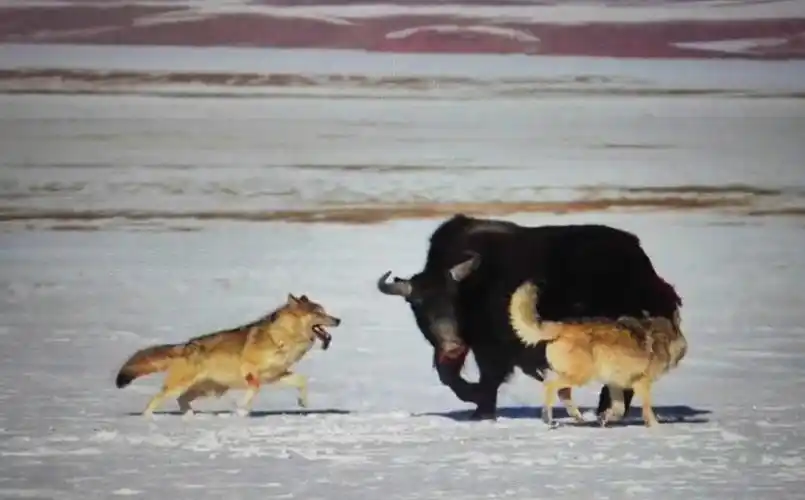 驴友亲历:三江源狼群围攻野牦牛,野牦牛战败竟寻求驴友庇护