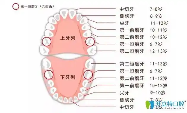 六龄齿位置图片