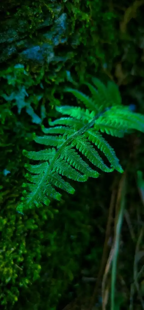护眼桌面壁纸高清全屏(高清全面屏护眼壁纸)