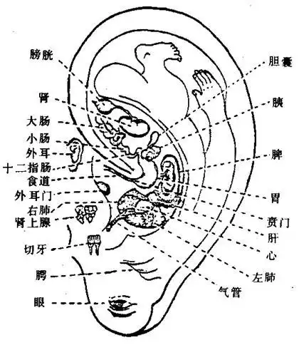 耳朵是我们的听力器官,但它的作用不只是获取信息这么简单,不信,瞧瞧