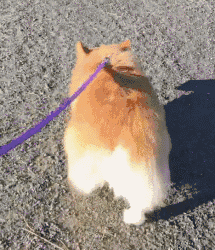 短腿臀美小柯基的假日趴体,又是一场短腿的狂欢!