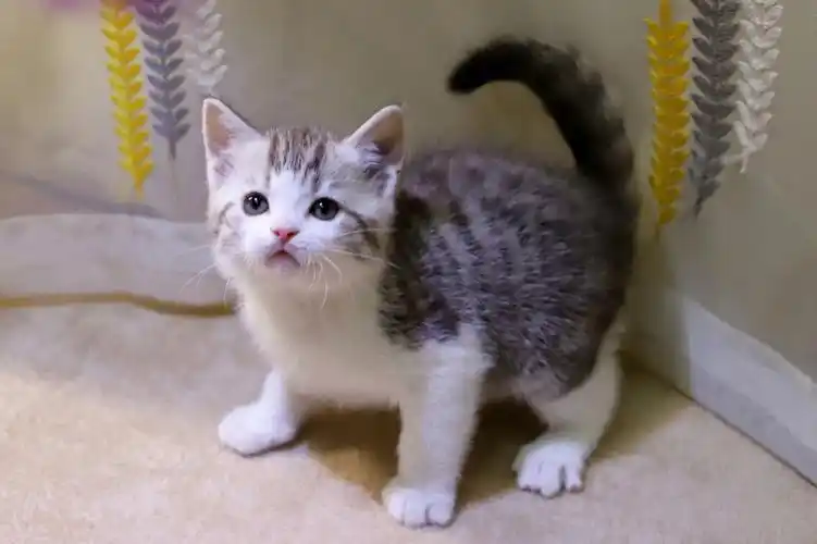 美短猫咪高颜值起司加白弟弟