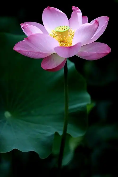 出水的莲花,楚楚动人可爱.