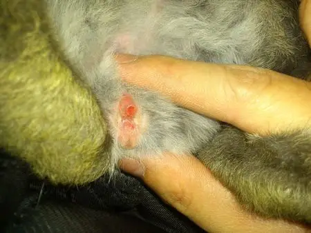 大家帮我分分这两个兔子的雌雄啊,有图片的,谢谢