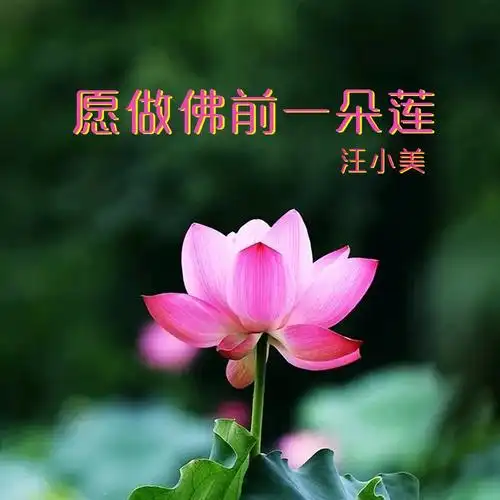 愿做佛前一朵莲 (女版)(伴奏)_汪小美_高音质在线试听_愿做佛前一朵莲