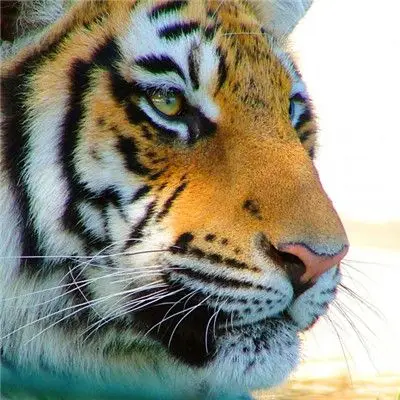 老虎头部特写,微信老虎头像高清图片