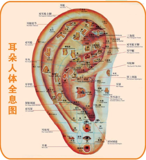 耳朵状况能反应各种疾病