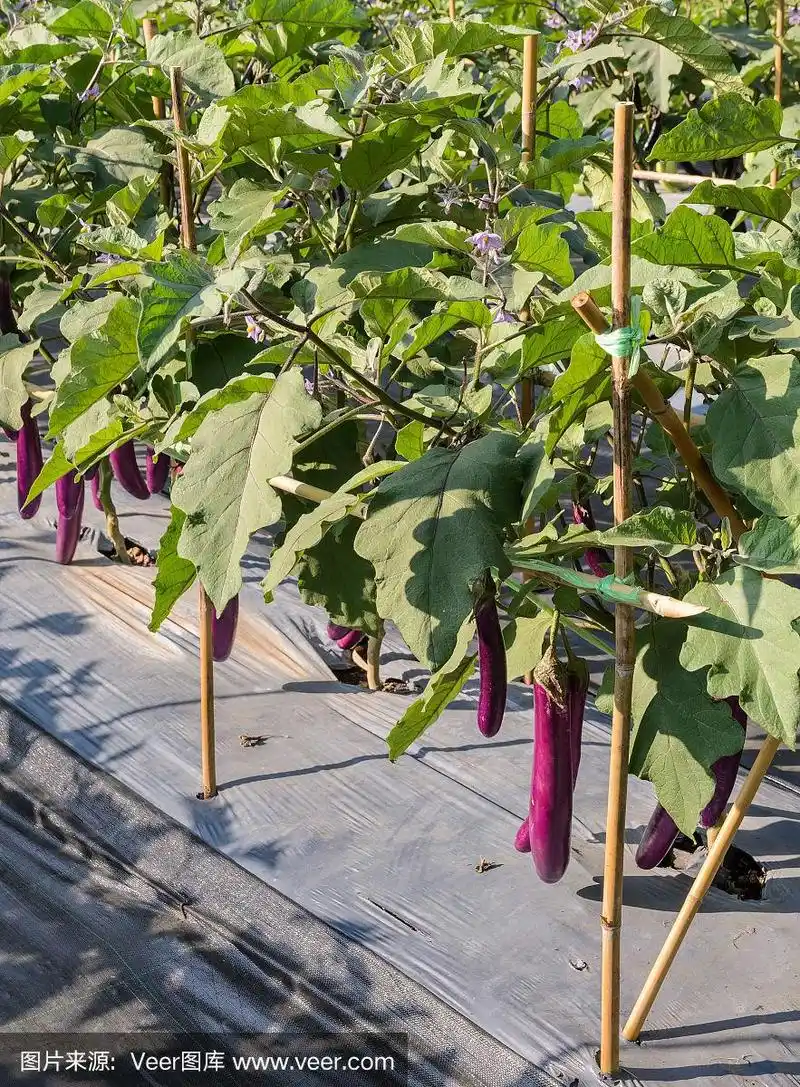 紫色的长茄子在它的树上
