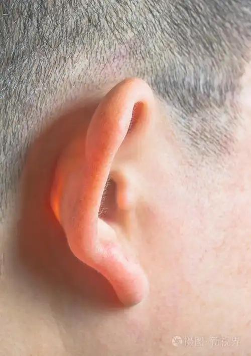 人的耳朵