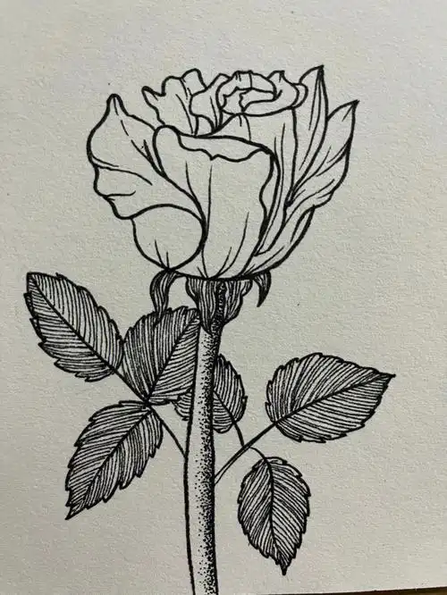 素材来源网络,小红书#创意线描  #画画  #临摹素材  #线描  #玫瑰花