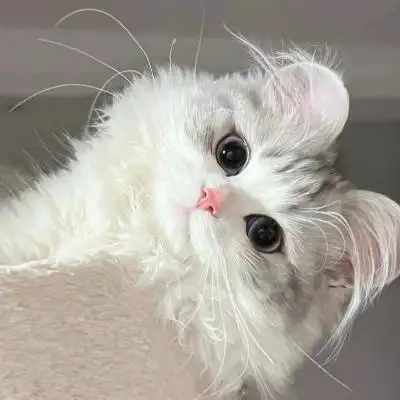 超可爱萌宠小动物头像高清图片