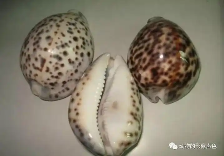 珍贵的虎斑宝贝,再不好好保护可能就要灭绝了