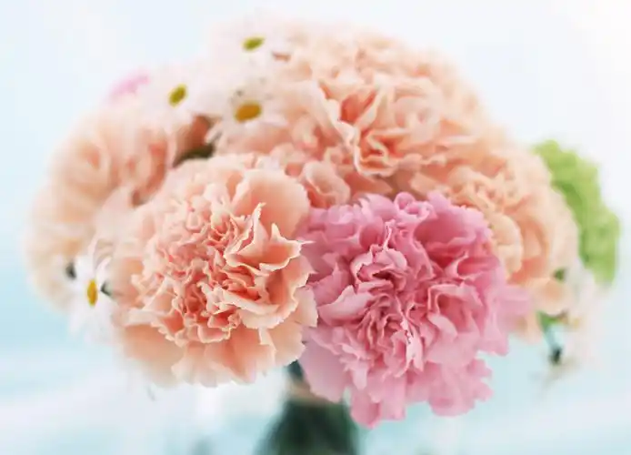 温馨母亲节之花康乃馨,图库-回车桌面