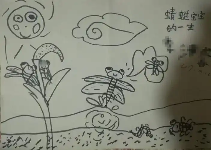 蜻蜓宝宝的一生