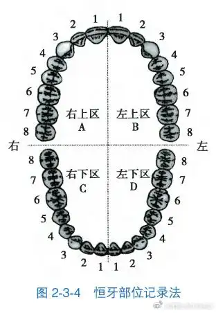 我国常用的临床牙位记录法,采用该法记录牙位时首先要将牙弓进行分区