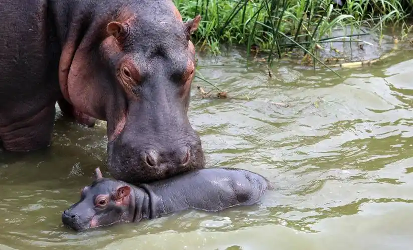 河马的秘密-也许可以帮助我们重新看待世界_动物_人类_生命