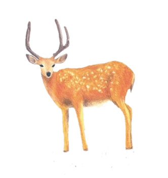 手绘梅花鹿图片-手绘梅花鹿设计素材-手绘梅花鹿素材免费下载-万素网