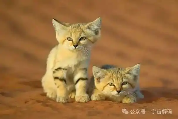 为什么人会觉得毛茸茸的动物可爱想要撸尤其是猫科动物