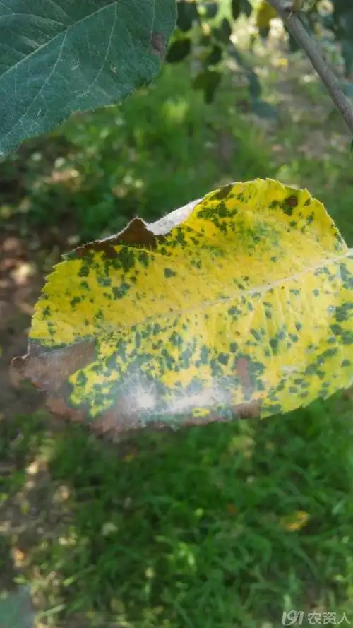 褐斑病发作了