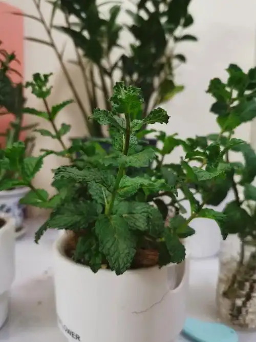 请问我这个薄荷啥品种