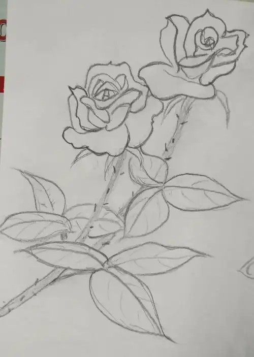 逐渐明白铅笔画花朵要以笔划的轻重表现花的前后正反面,才能从画中