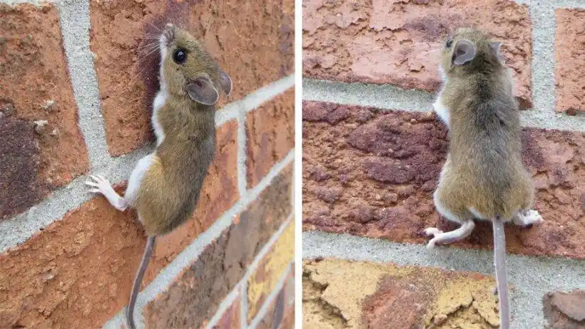 deer mouse climbing a brick wall.