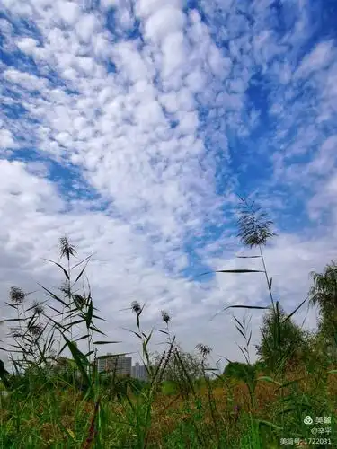 随拍日记(第26集)仰望蓝天白云飘