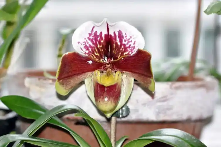 山人兰室:兜兰属 拖鞋兰属 红肉饼 paphiopedilum