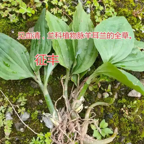 新鲜见血清三叶青中药中草药鲜品室内桌摆四季常青开花植物5斤2500克