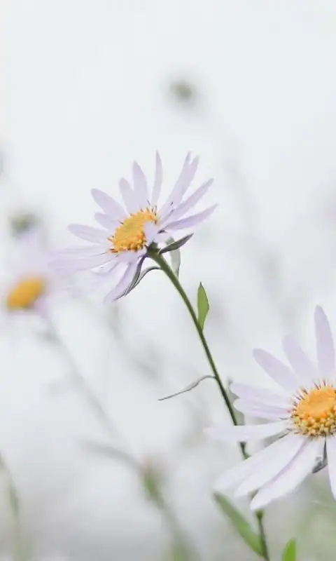 大滨菊小清新养眼摄影猜您喜欢的壁纸